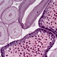 HD LCD Digital Microscope Camera